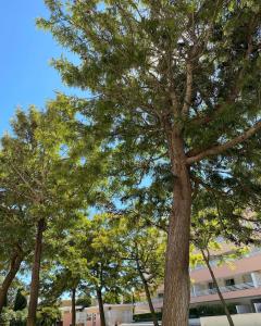 Cascais, Lisboa 2775-345, Portugal