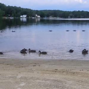 11 Cheilo Path, Pocono Lake, Pennsylvania 18347, USA