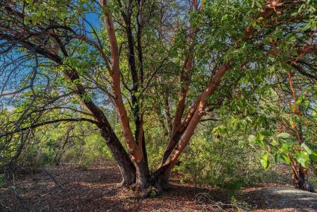 11192 Sebastopol Road, North San Juan, Kalifornia 95960, USA