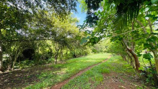 Ceiba Orotina, Alajuela 00001, 哥斯達尼加