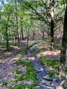 1 Acre +/- Off PR 3240 (LOT 19), Clarksville, Arkansas 72830, Stati Uniti