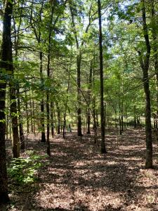 1 Acre +/- Off PR 3240 (LOT 11), Clarksville, Arkansas 72830, Stati Uniti