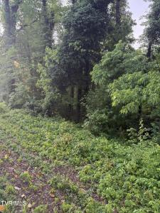 Lot 16 Ashley Street, Kingsport, Tennessee 37664, USA