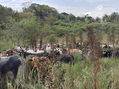 Acahay, Paraguarí 00001, Paraguay