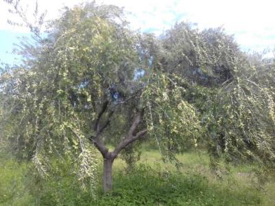 LAPRIDA Y VIDELA CASTILLO 0, Maipú, Mendoza 5515, Argentina
