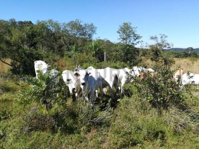 Caapucú, Paraguarí 00001, Le Paraguay