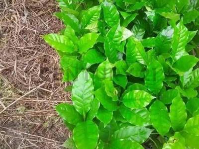 Itenez, Beni 00001, 볼리비아