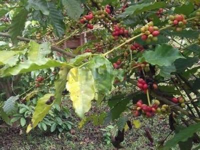 Itenez, Beni 00001, Bolivie