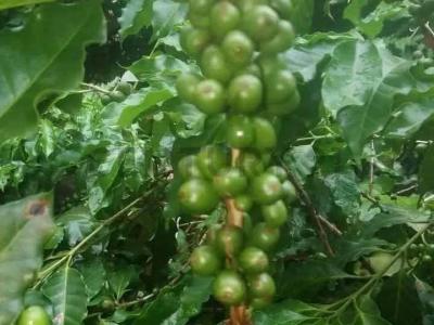 Itenez, Beni 00001, Bolivie