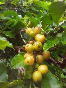 Itenez, Beni 00001, Bolivie