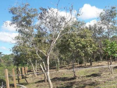 Itenez, Beni 00001, Bolivie