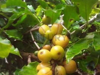 Itenez, Beni 00001, Bolivie