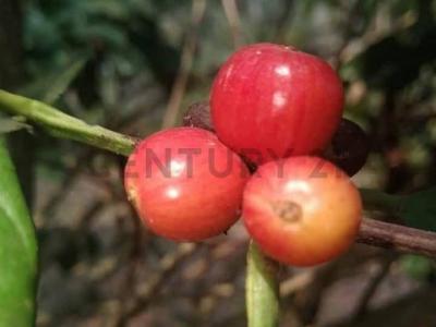 Itenez, Beni 00001, 볼리비아