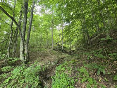 00 Left Poor Valley rd, Pennington Gap, Virginia 24277