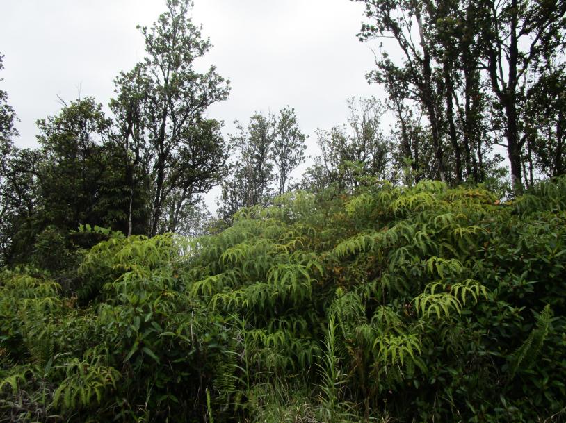 Lot 20, Malia Aina Rd, Volcano, Havaí 96785, Estados Unidos