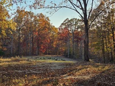 0 Baggett Hollow, Cunningham, Tennessee 37052, États-Unis