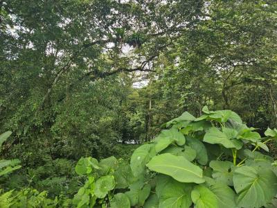 Fortuna San Carlos, Alajuela 21401, Costa Rica