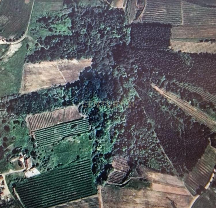 Cadaval, Lisbon 2550-429, Portugal