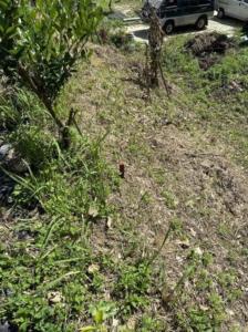 新英, مياولي سيتي, مقاطعة مياولي 360, تايوان