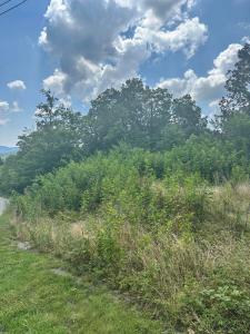 373 Forest Trail Dr, Berea, Kentucky 40403
