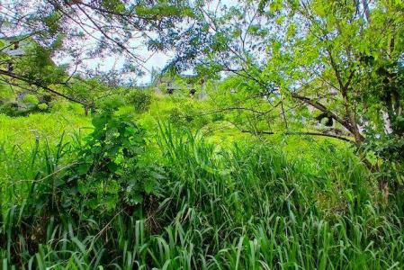 Terrain nu vue mer à Sainte-Luce, Sainte-Luce, Le Marin, Martinica