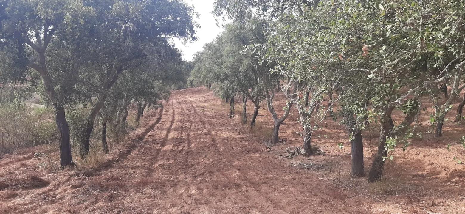Ourique, Beja 7670-305, Portogallo