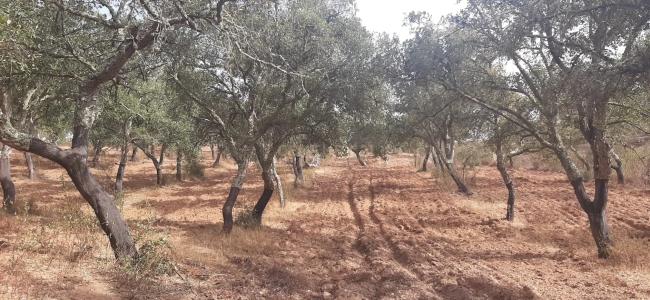 Ourique, Beja 7670-305, Portogallo