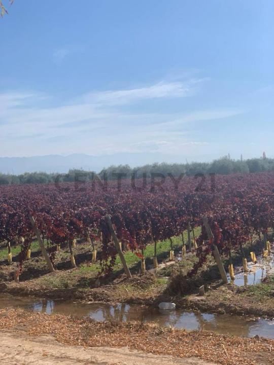 Lavalle, Mendoza 5533, Argentina