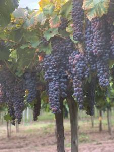 Lavalle, Mendoza 5533, Argentina