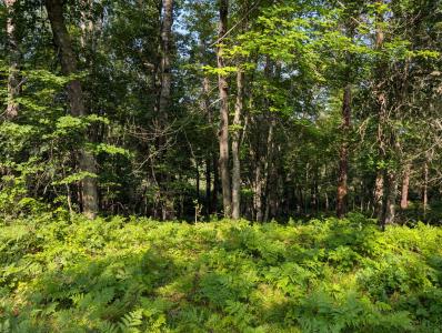 xxx Dock Lake Rd, Rusk Township, Wisconsin 54801