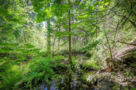 15936 Buckeye Road, Nevada City, 加州 95959, 美國