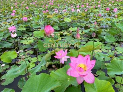錦眾段, Wujie Township, Yilan 268, Taïwan