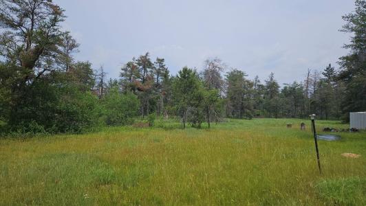 000 Witte Trail, Lovells, Michigan 49738, USA