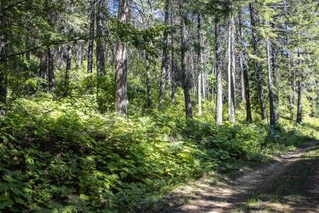 Lot 4 Windham Road, Sagle, 愛達荷州 83860, 美國