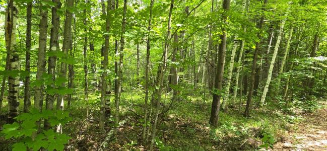Lot 7 Bolton Lk Ln W, Lac Du Flambeau, Wisconsin 54538, États-Unis