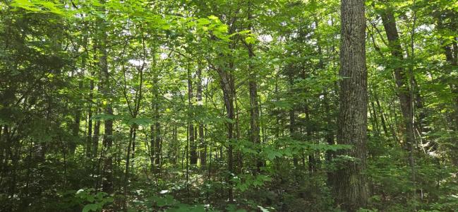 Lot 7 Bolton Lk Ln W, Lac Du Flambeau, Wisconsin 54538, États-Unis