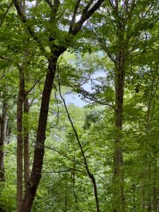 478 Eagles Bluff Rd, Monticello, Kentucky 42633, États-Unis