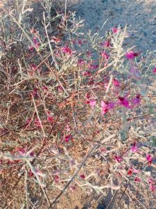 0 Jojoba Dr, Twentynine Palms, Californie 92277, États-Unis
