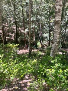 24413 Rose Terrace, Willits, California 95490, Stati Uniti