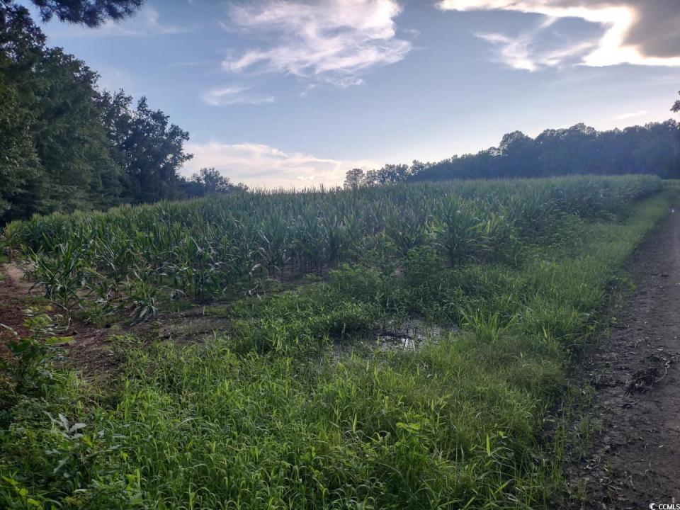 TBD Beaver Rd., Hemingway, サウスカロライナ 29554, アメリカ合衆国