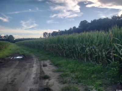 TBD Beaver Rd., Hemingway, サウスカロライナ 29554, アメリカ合衆国