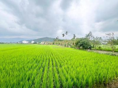 鹿得一段, Dongshan Township, Yilan City 269, 台湾