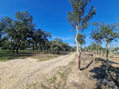 Santiago Do Cacém, Setúbal 7540-011, Portugal