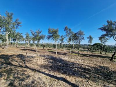 Santiago Do Cacém, Setúbal 7540-011, Portugal