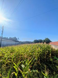 Oliveira Do Bairro, آويرو 3770-303, البرتغال