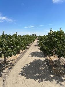 Lansing Ave, Lemoore, California 93245, USA
