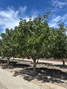 Lansing Ave, Lemoore, Californie 93245, États-Unis