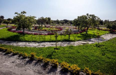 Fundo Hass Country Club - Km 203 Chincha Baja , Chincha, Ica 00001, Peru