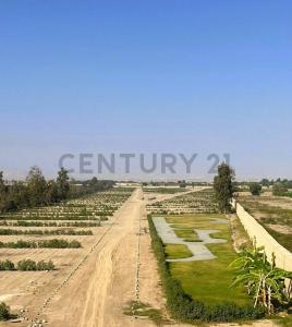 URB PARCELA 100 , Chincha, Ica 00001, Peru