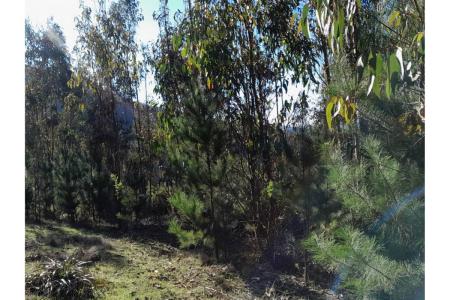 Curicó, Región Del Maule 00001, Chi-Lê
